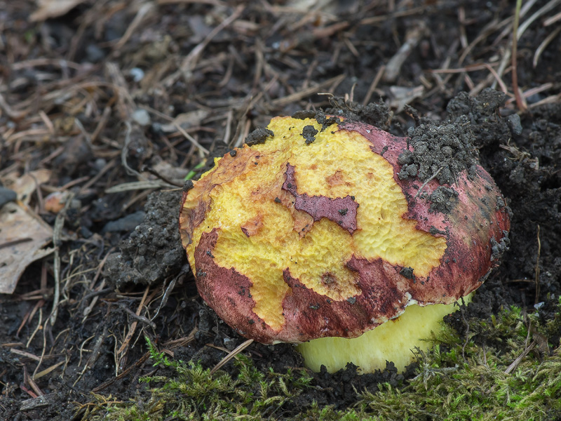 Boletus regius